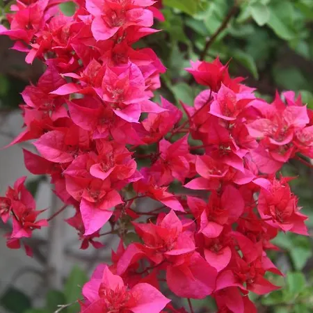 فندق مبيت وإفطار Casa La Nuez Almedinilla